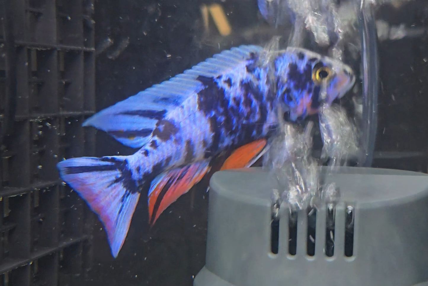 Blueberry Red Fin OB