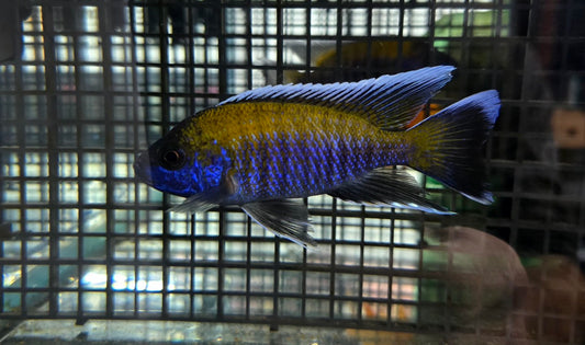Walteri Peacock Cichlid