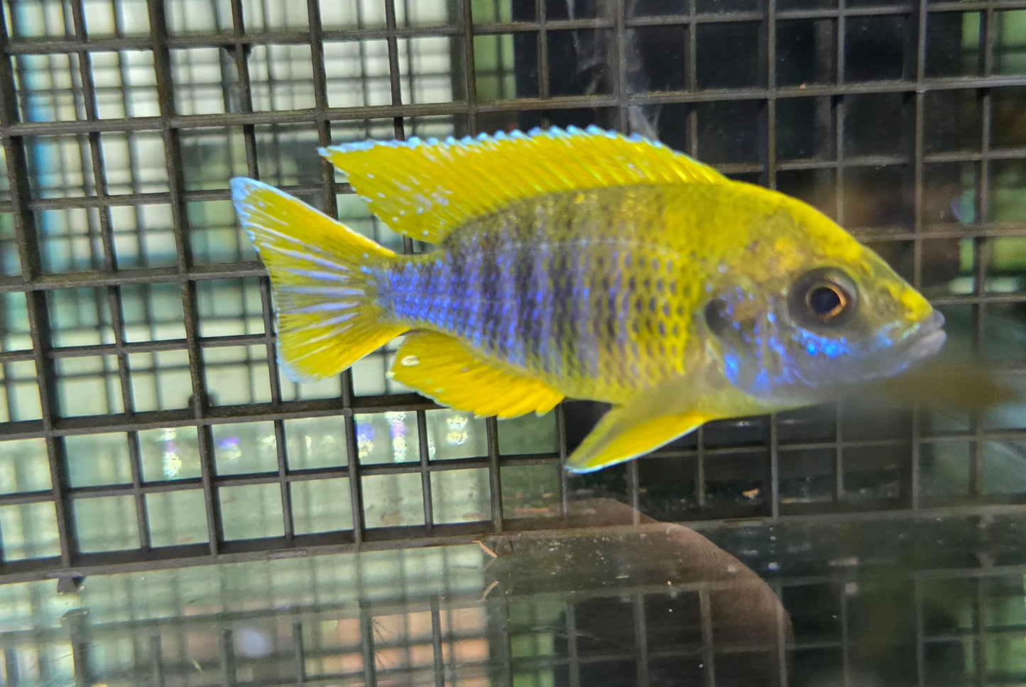 Lemon Jake Cichlid