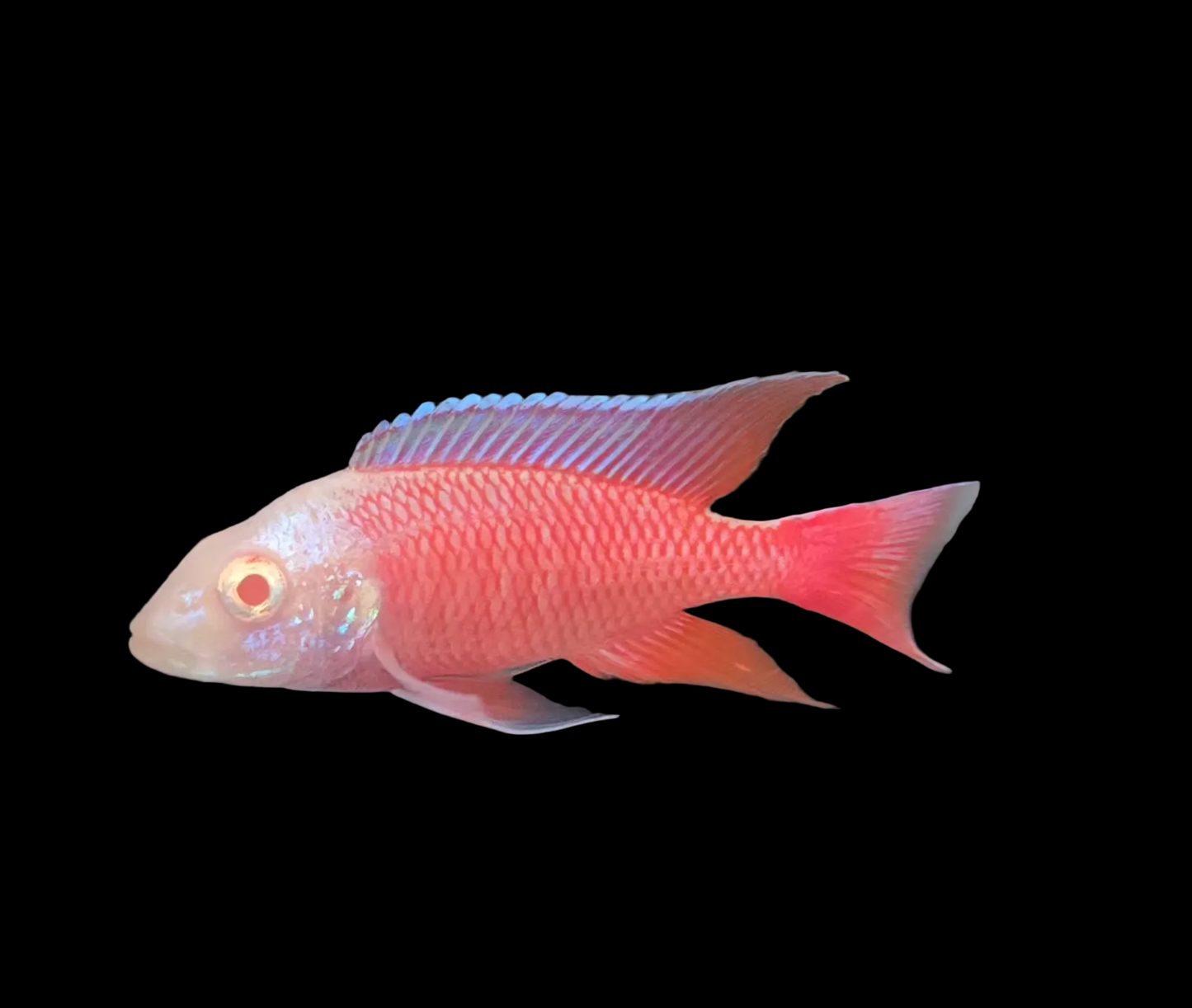 Albino Pink Platinum 💗 #2