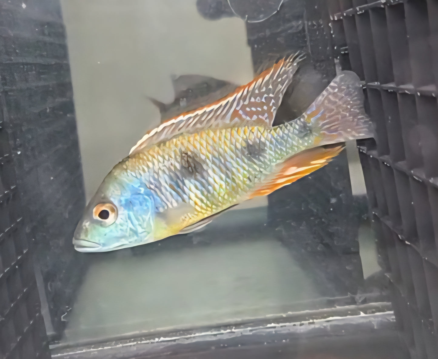 Otopharynx Tetrastigma