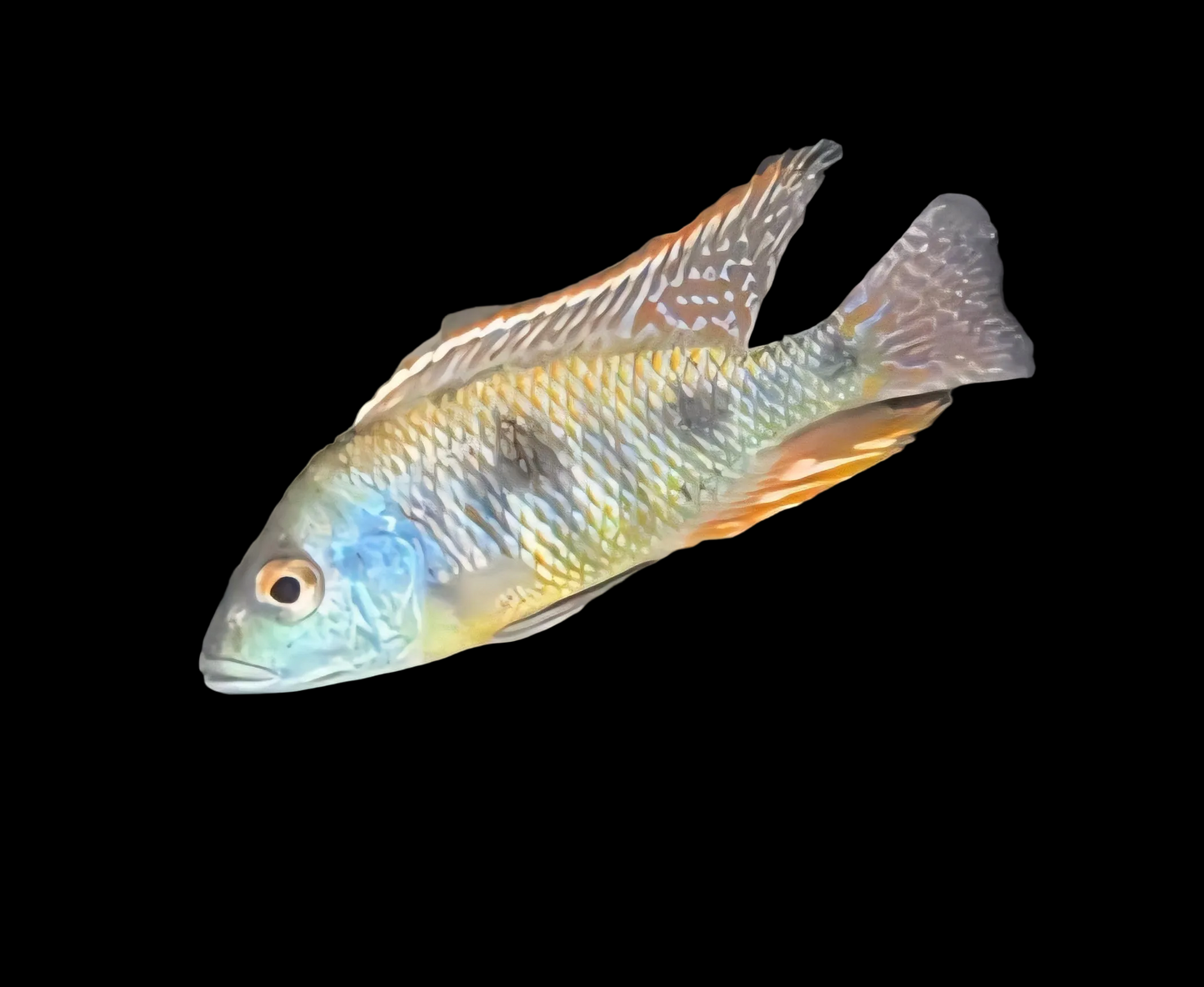 Otopharynx Tetrastigma