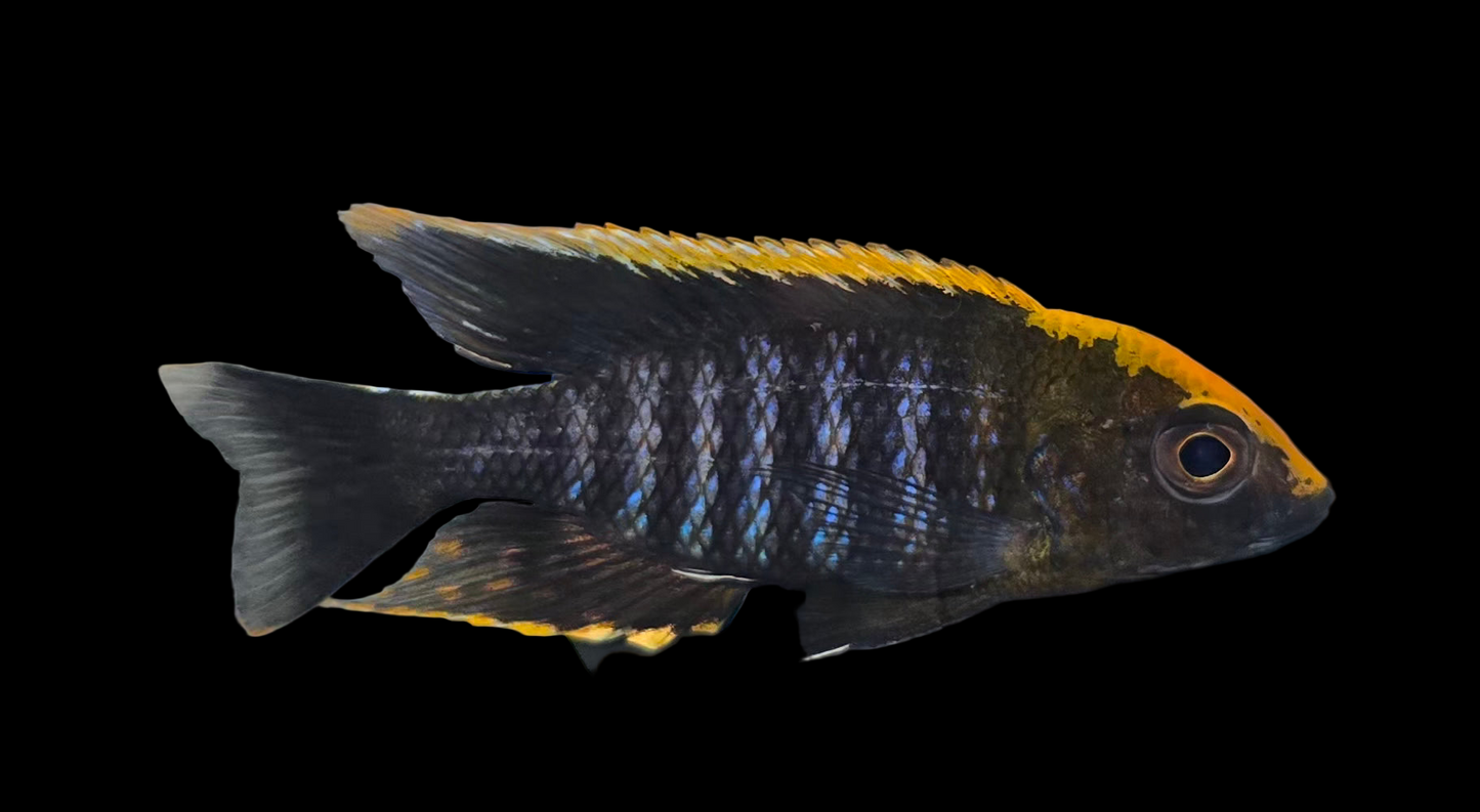 Maylandi Sulpherhead (Orange Blaze)