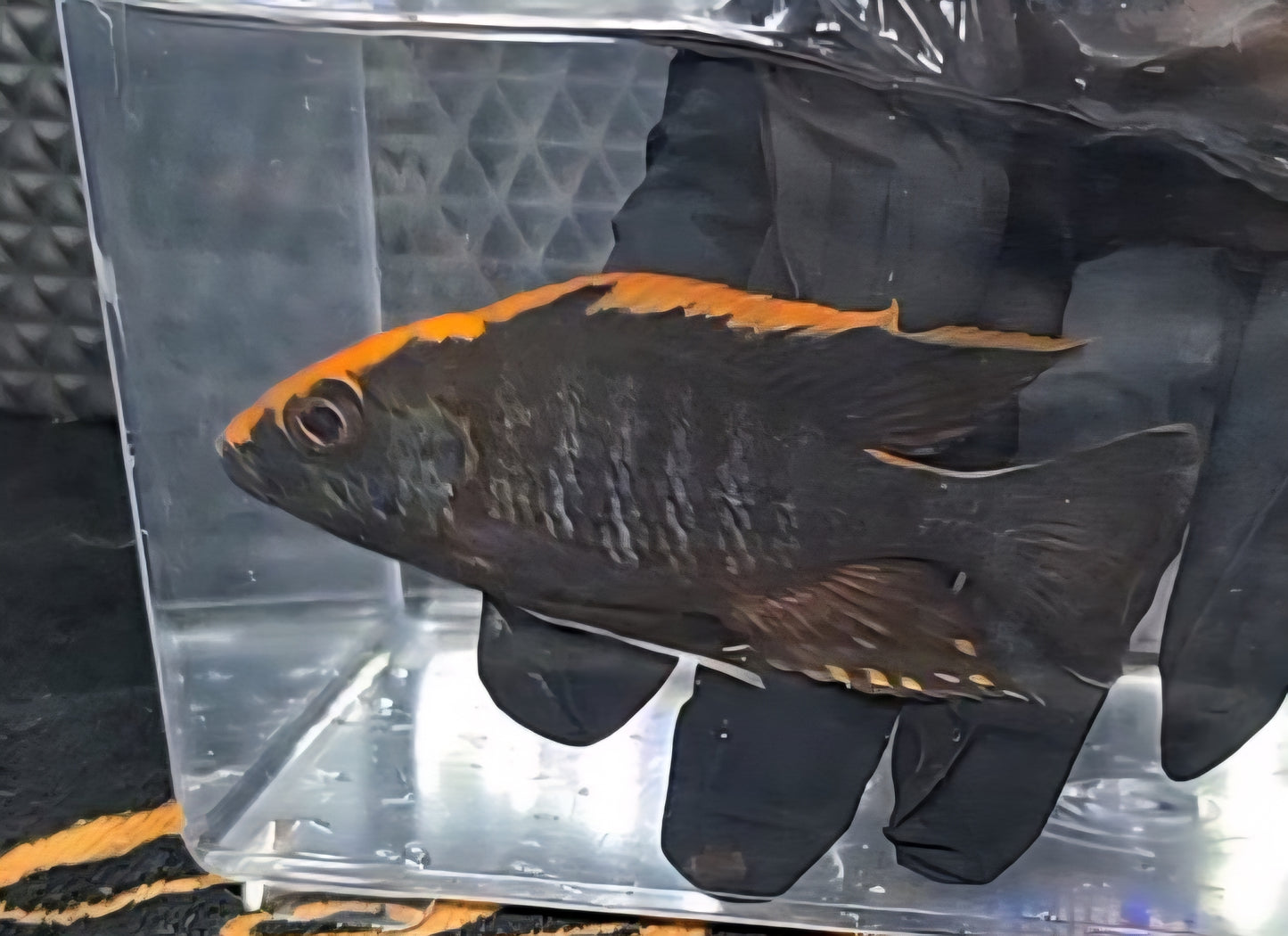 Maylandi (Orange Blaze)