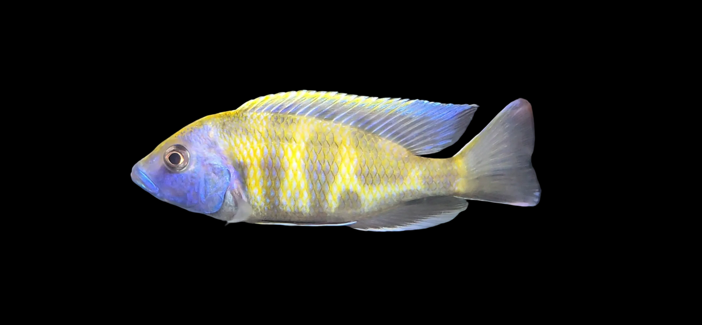 Venustus aka Giraffe Cichlid
