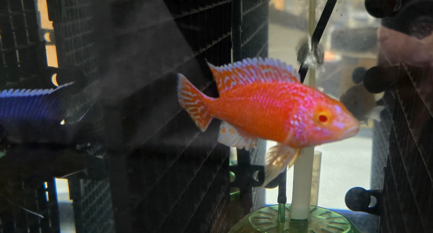 Pink Albino Dragonblood