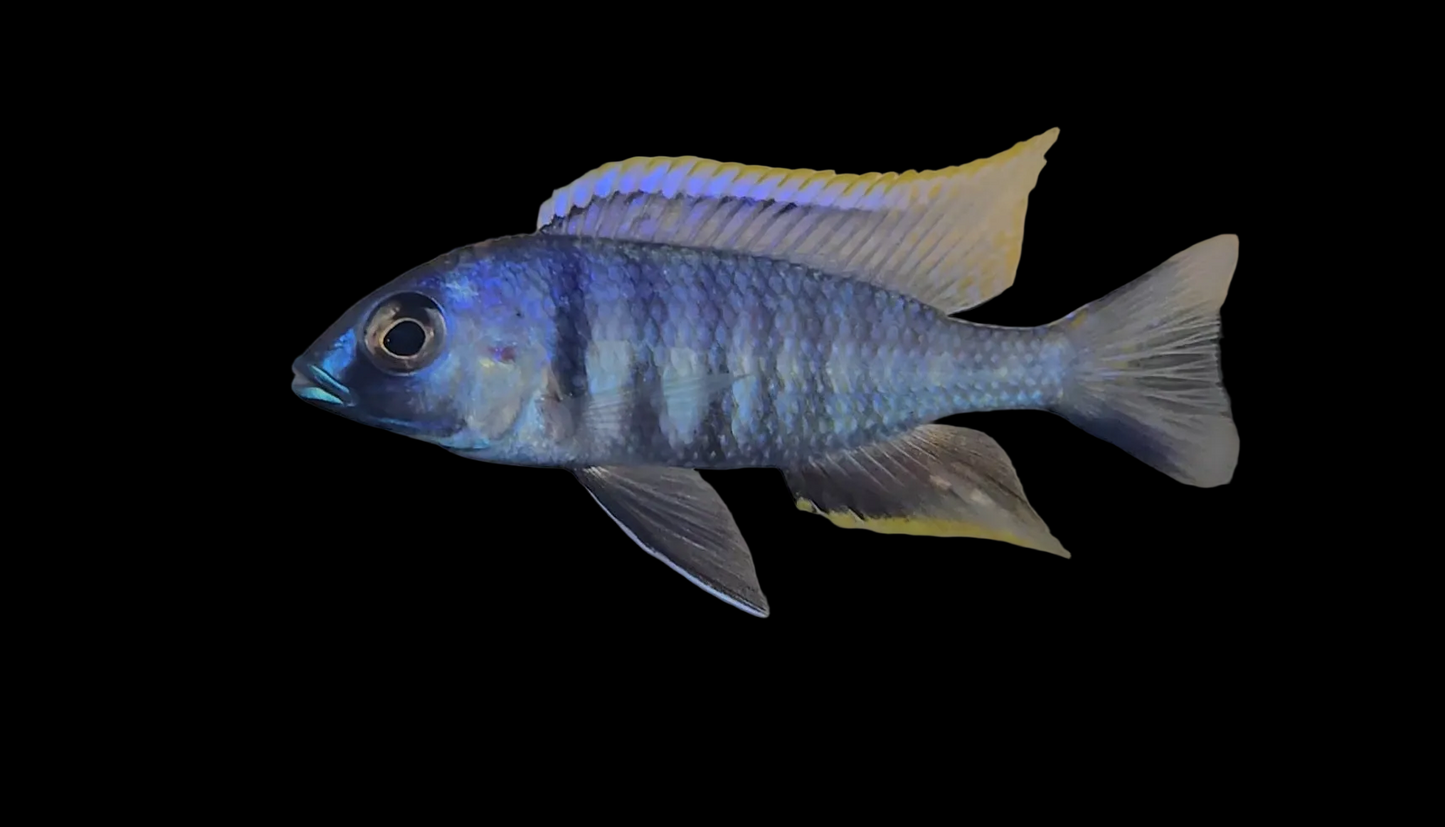 Deep Water Hap