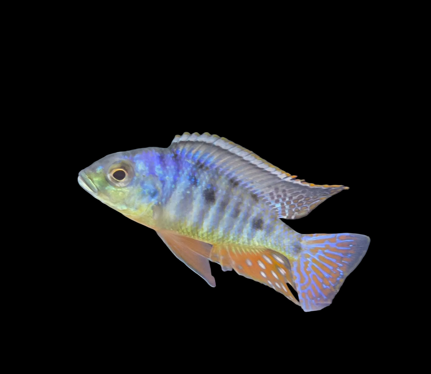 Oto Spots Sani