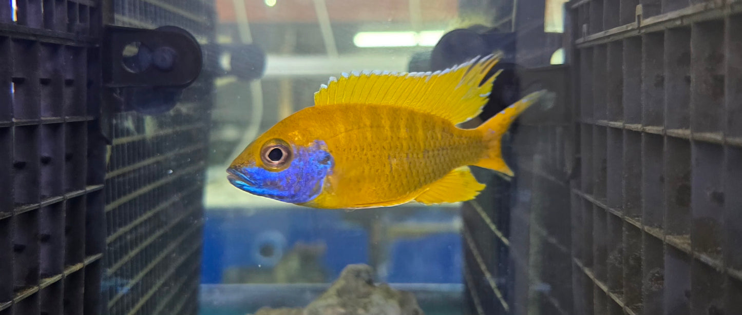 Sunshine Peacock