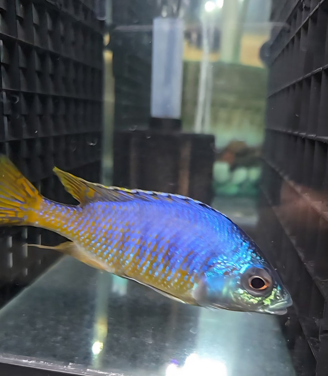 Jalo Reef