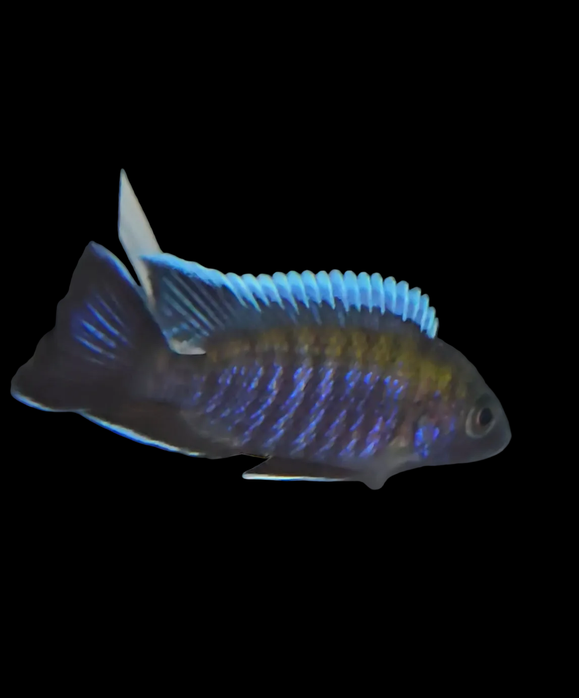 Aulonocara Walteri