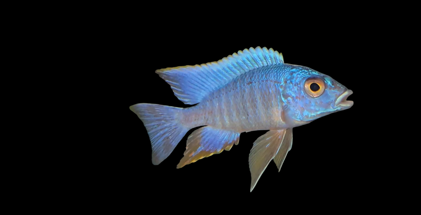 Aulonocara Turkis