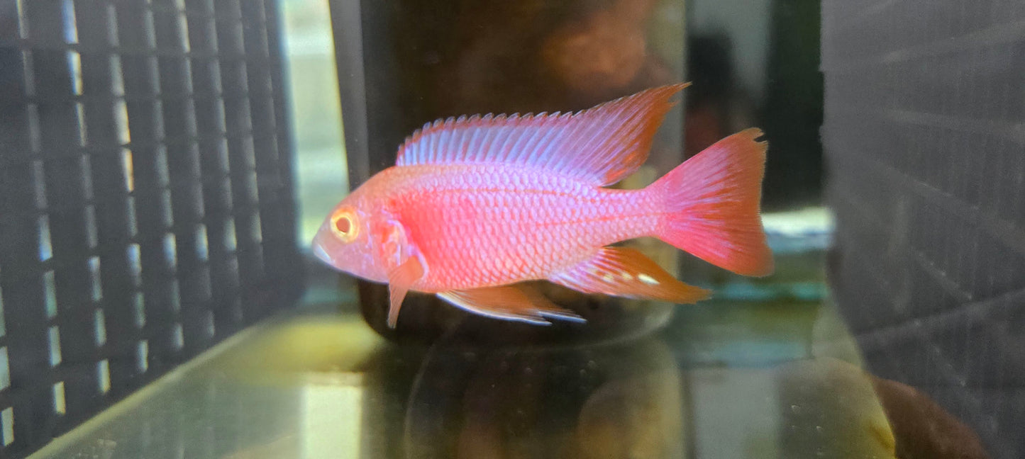 Albino Pink Platinum