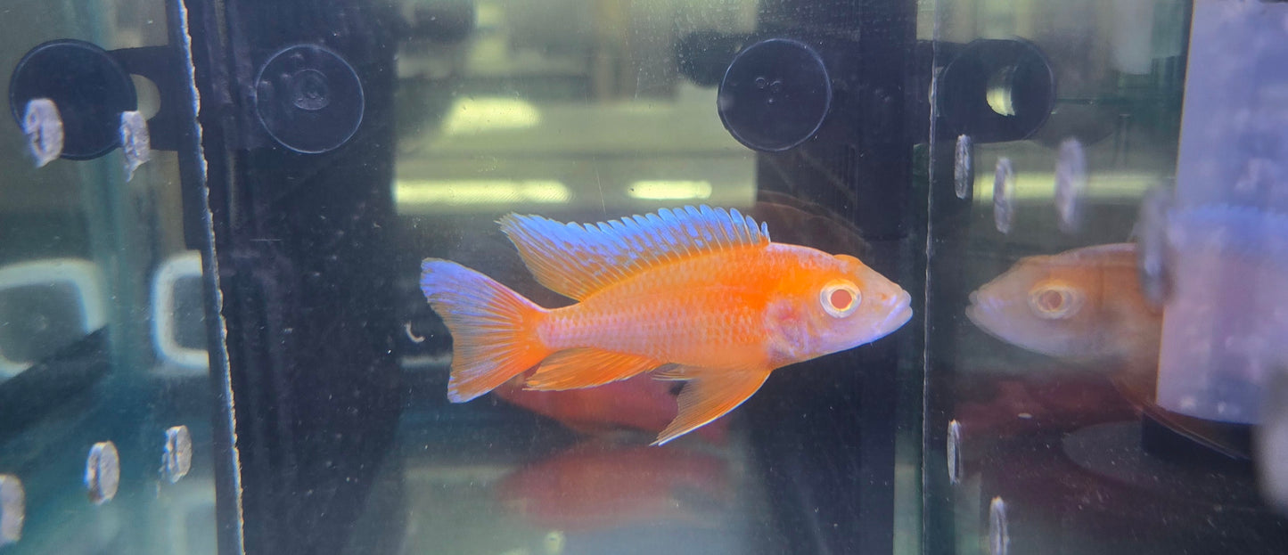 Albino Eureka