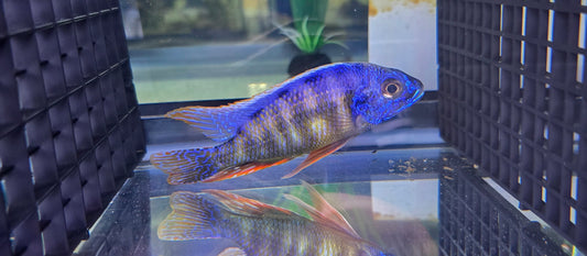 Taiwan Reef Cichlid