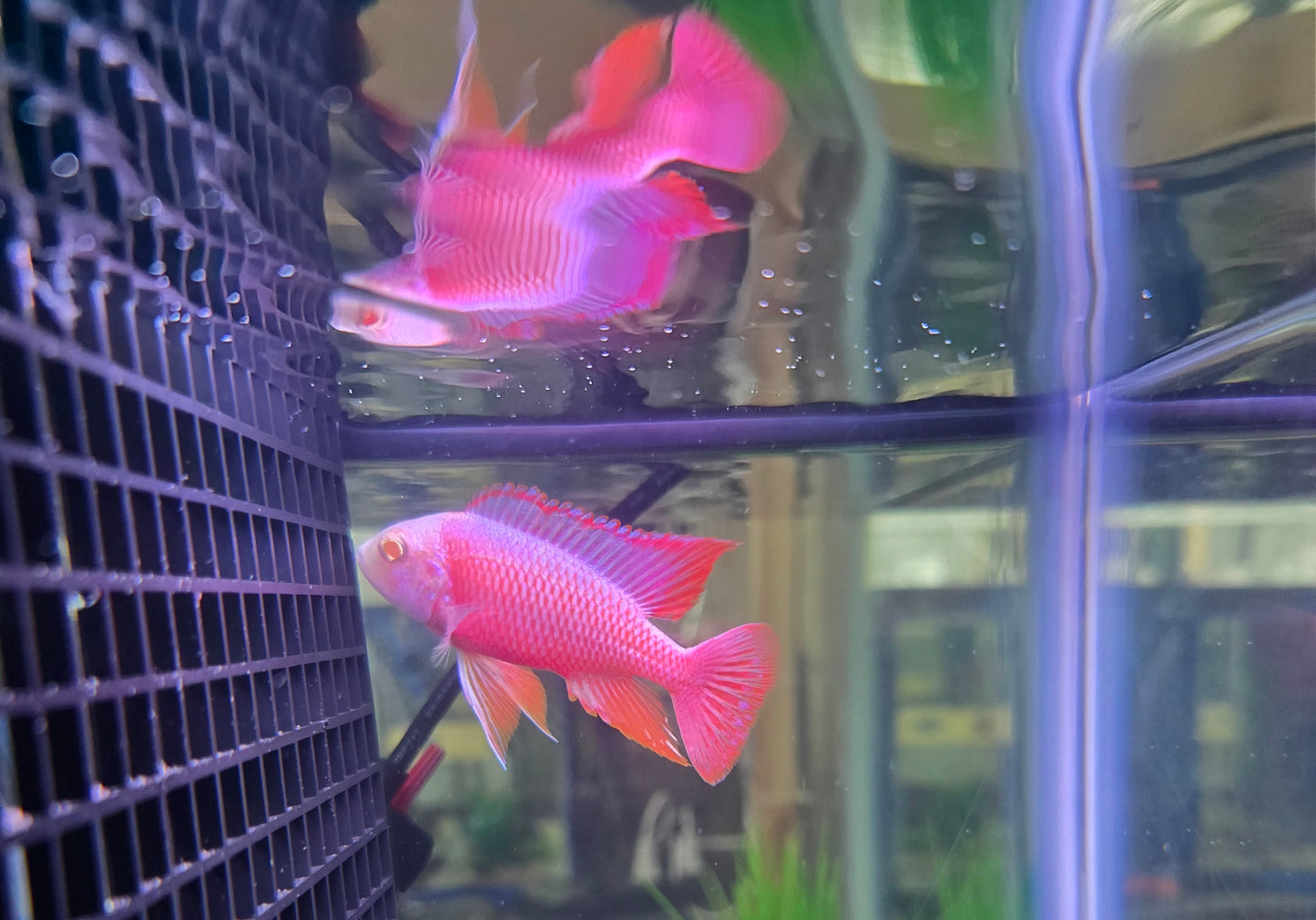 Albino Pink Platinum