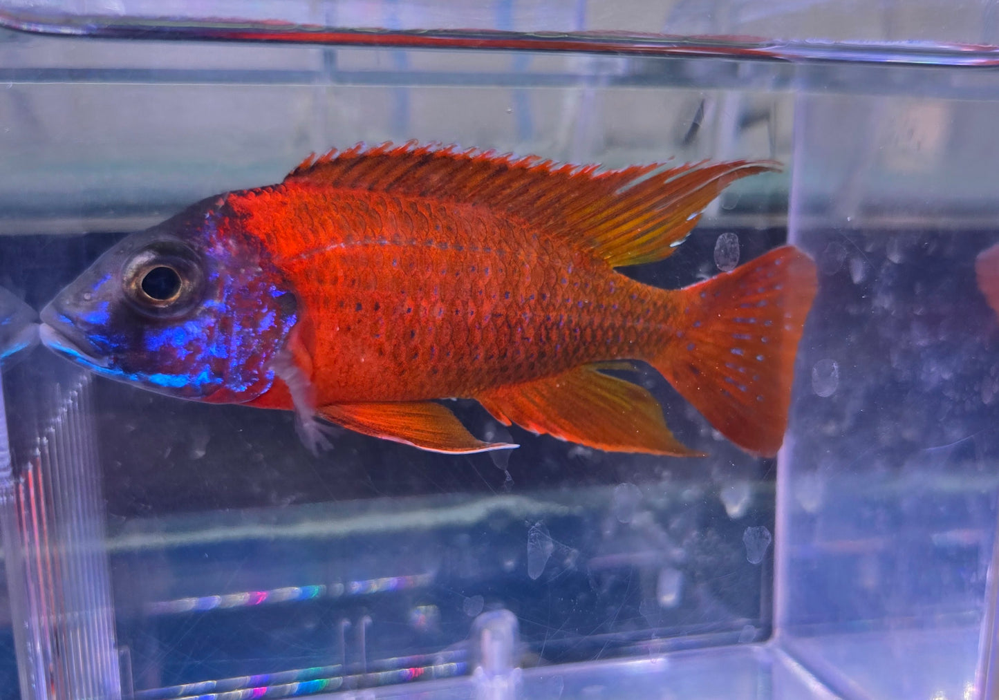 Ruby Red Peacock