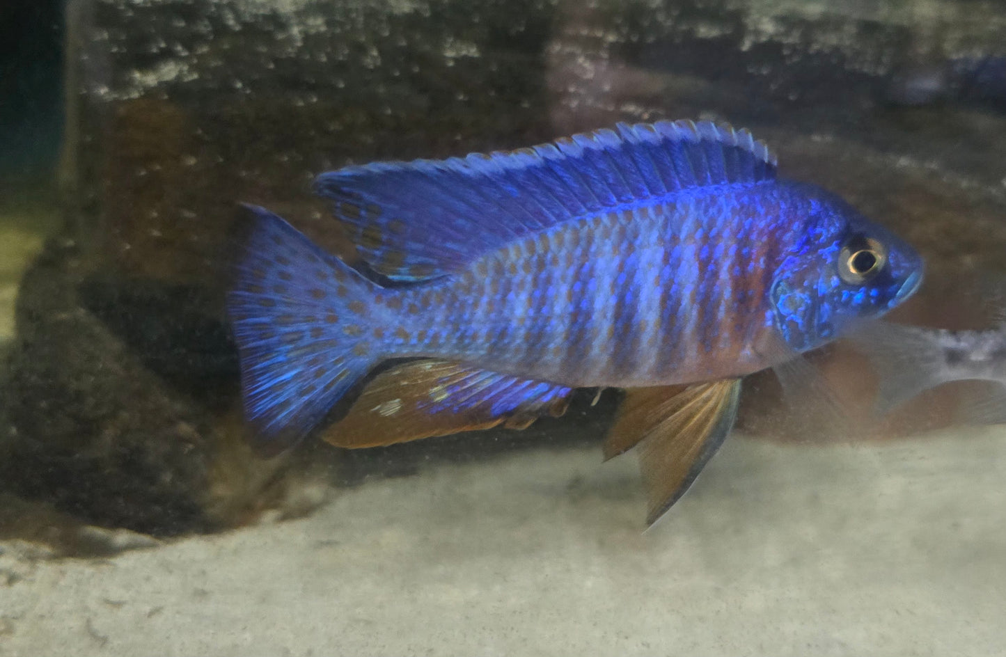 Apache Peacock Cichlid