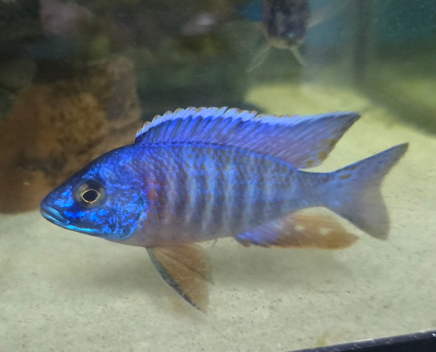 Apache Peacock Cichlid