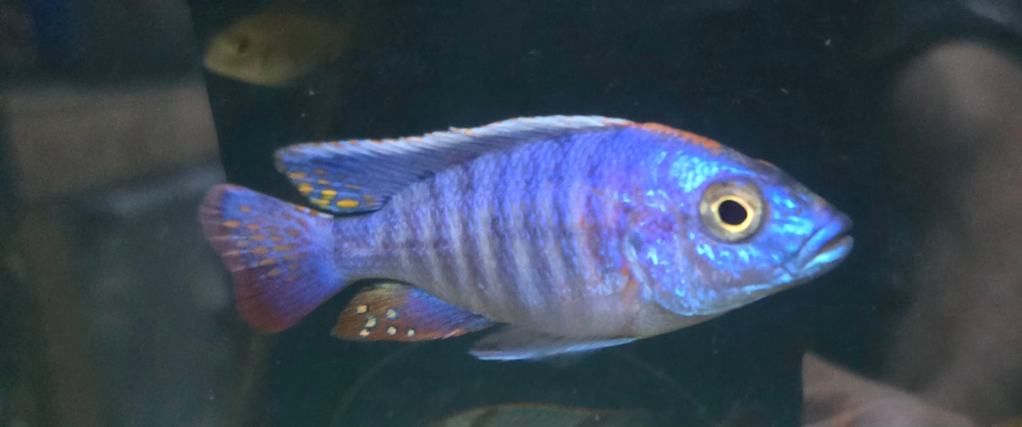 Apache Peacock Cichlid