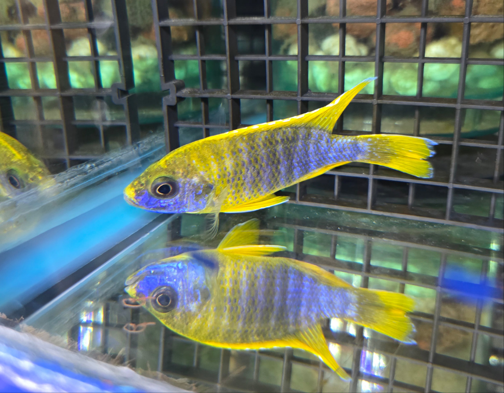 Lemon Jake Cichlid