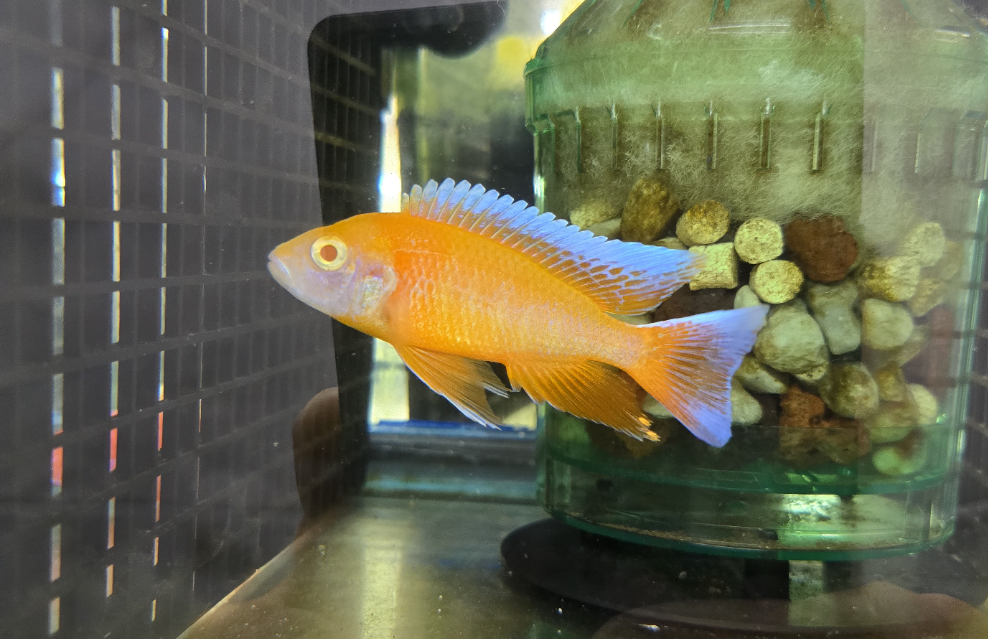 Albino Eureka