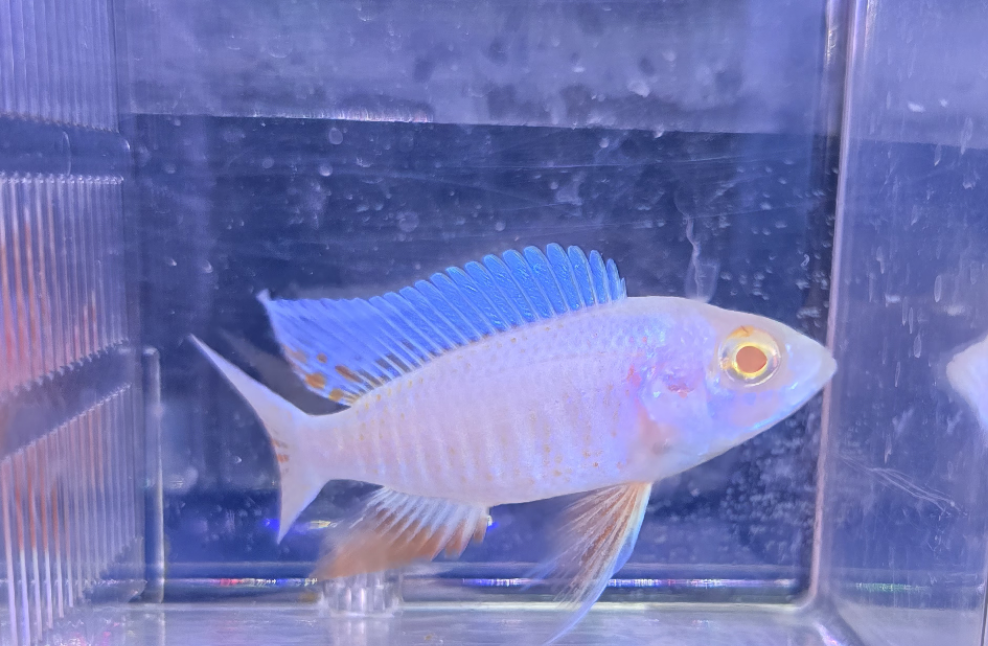 Albino Electric Fyeri