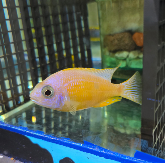 Leucistic Taiwan Reef (Albino)