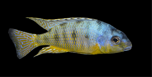 Pombo Reef Yellow Chin