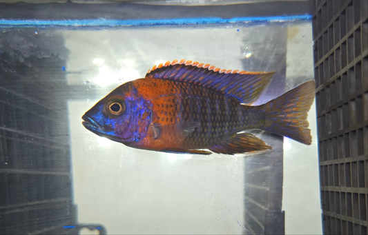 Blue Dragonblood