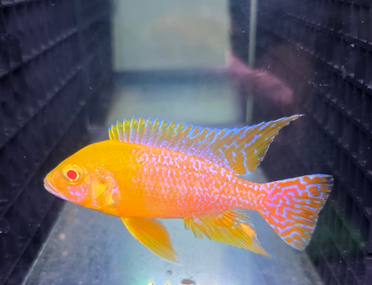 Albino Golden