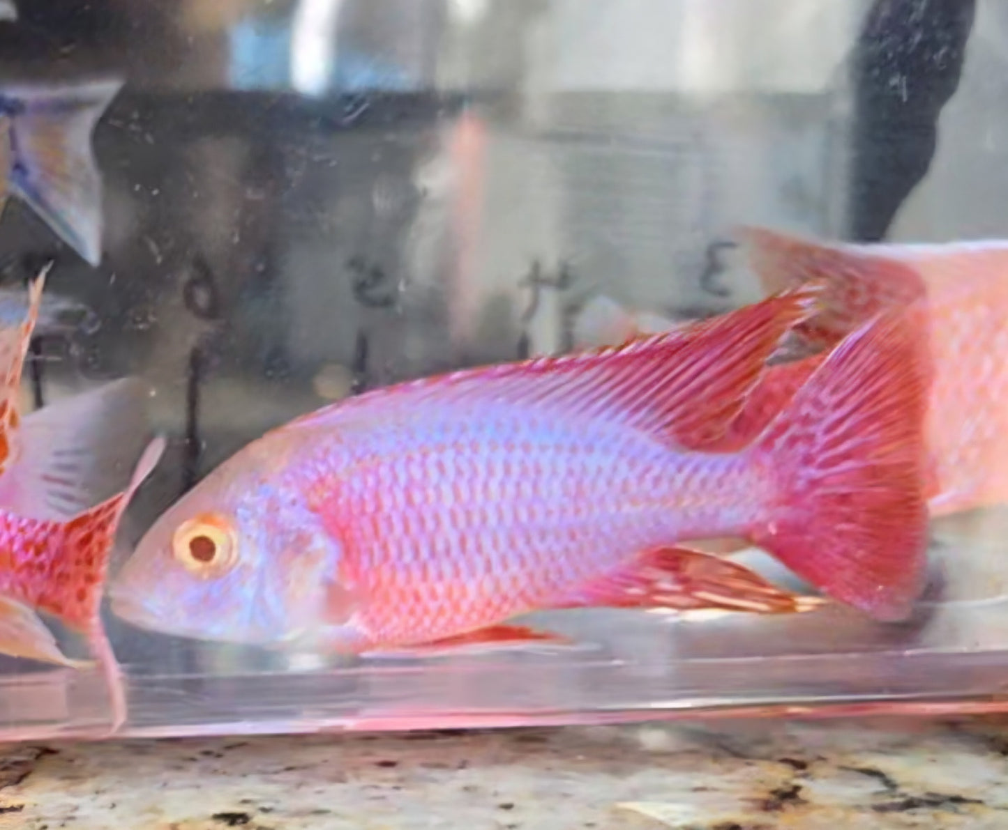 Albino Pink Platinum