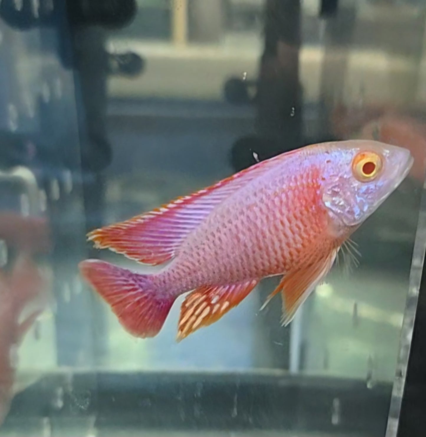 Albino Pink Platinum