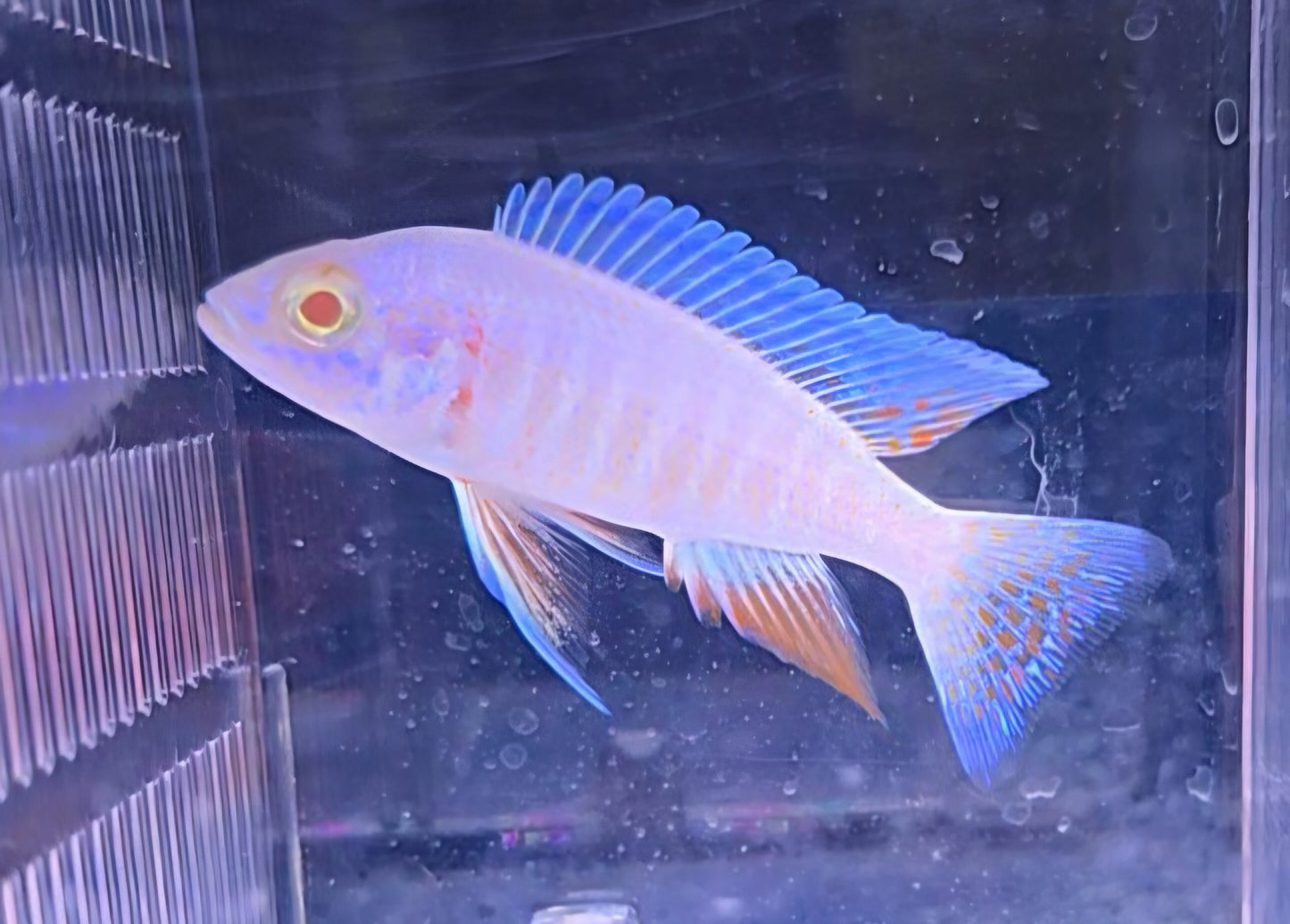 Albino Electric Fyeri