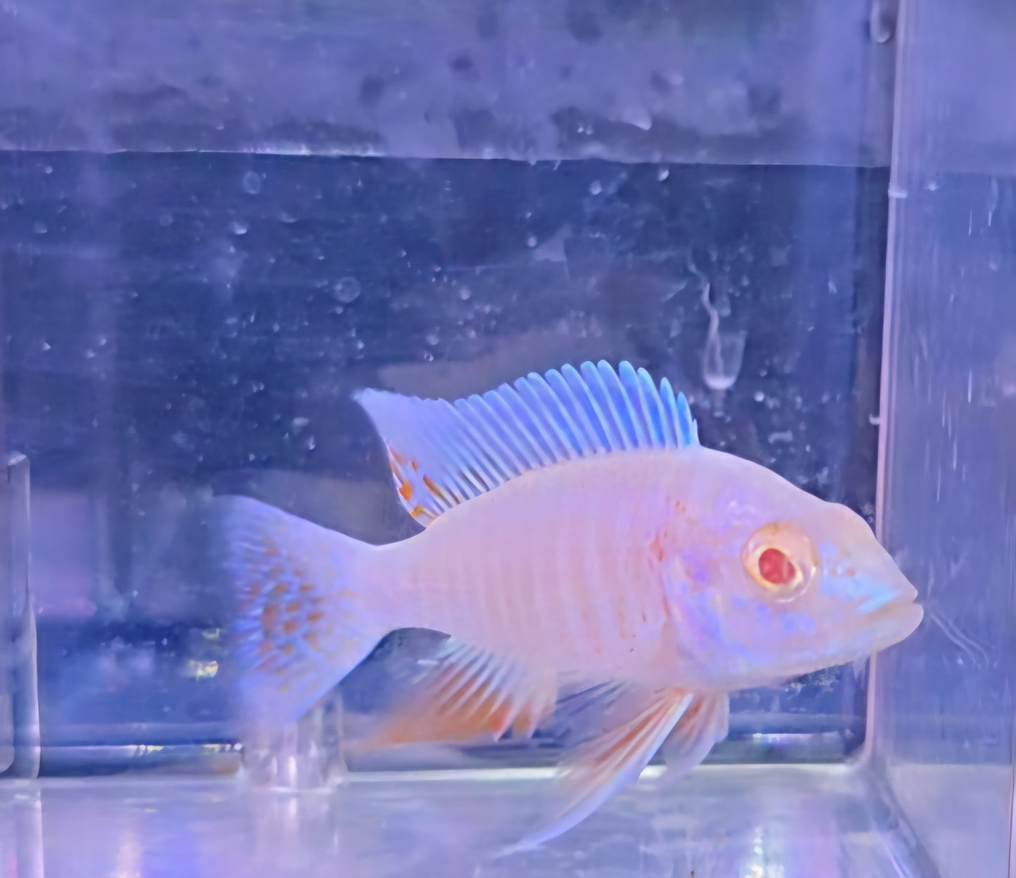 Albino Electric Fyeri