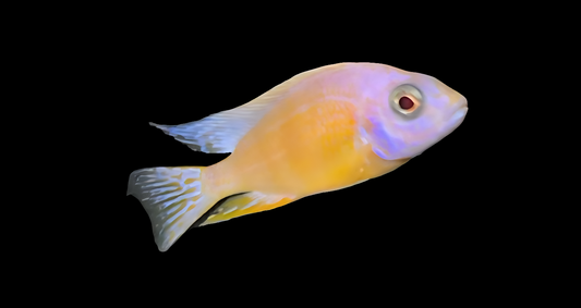Leucistic Taiwan Reef