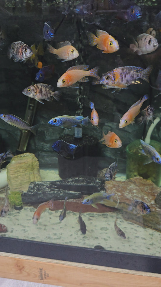 Random 3 Pack of Males