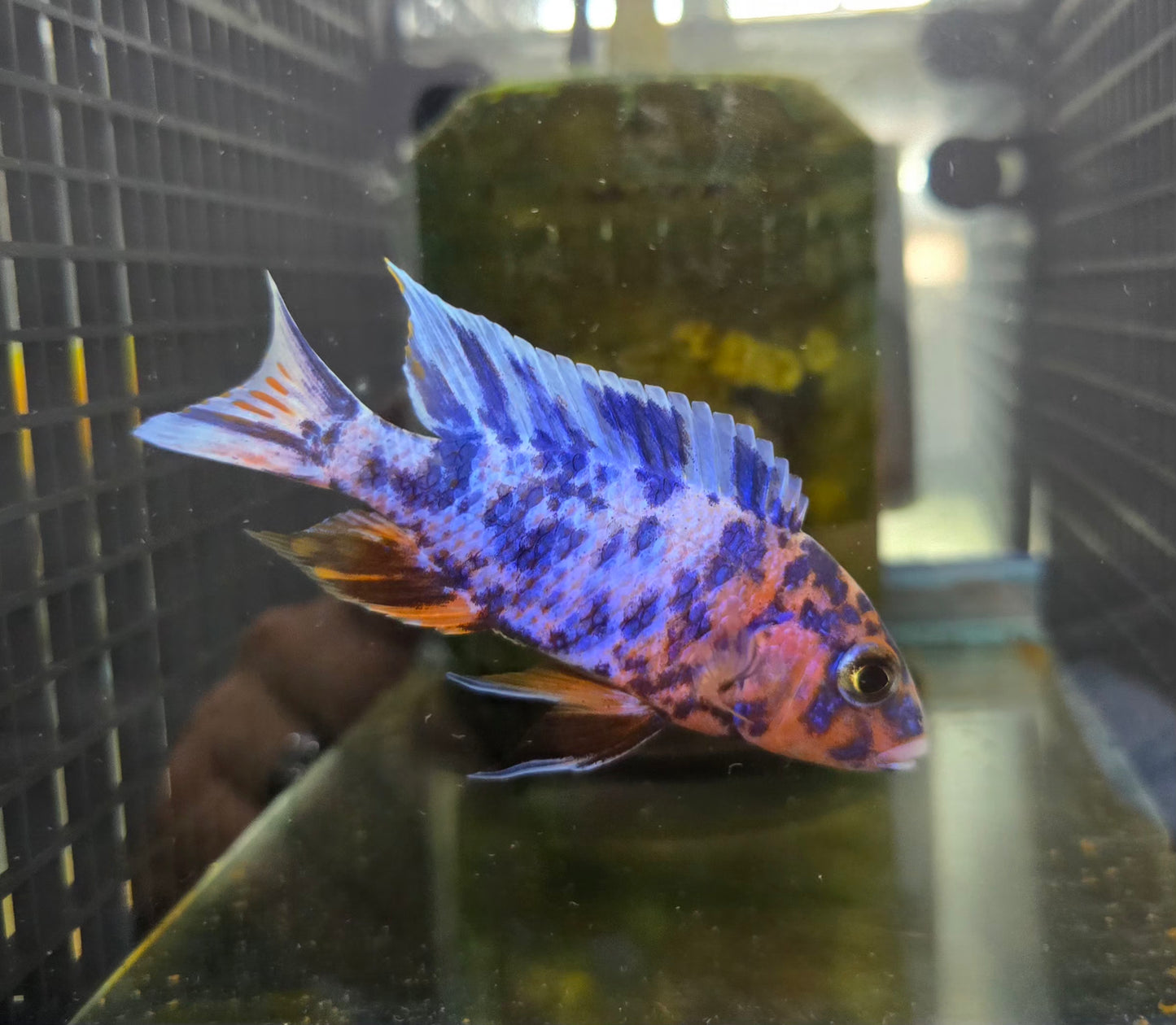 Blueberry OB x Ruby OB