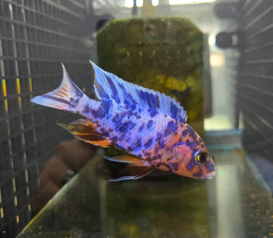 Blueberry OB x Ruby OB