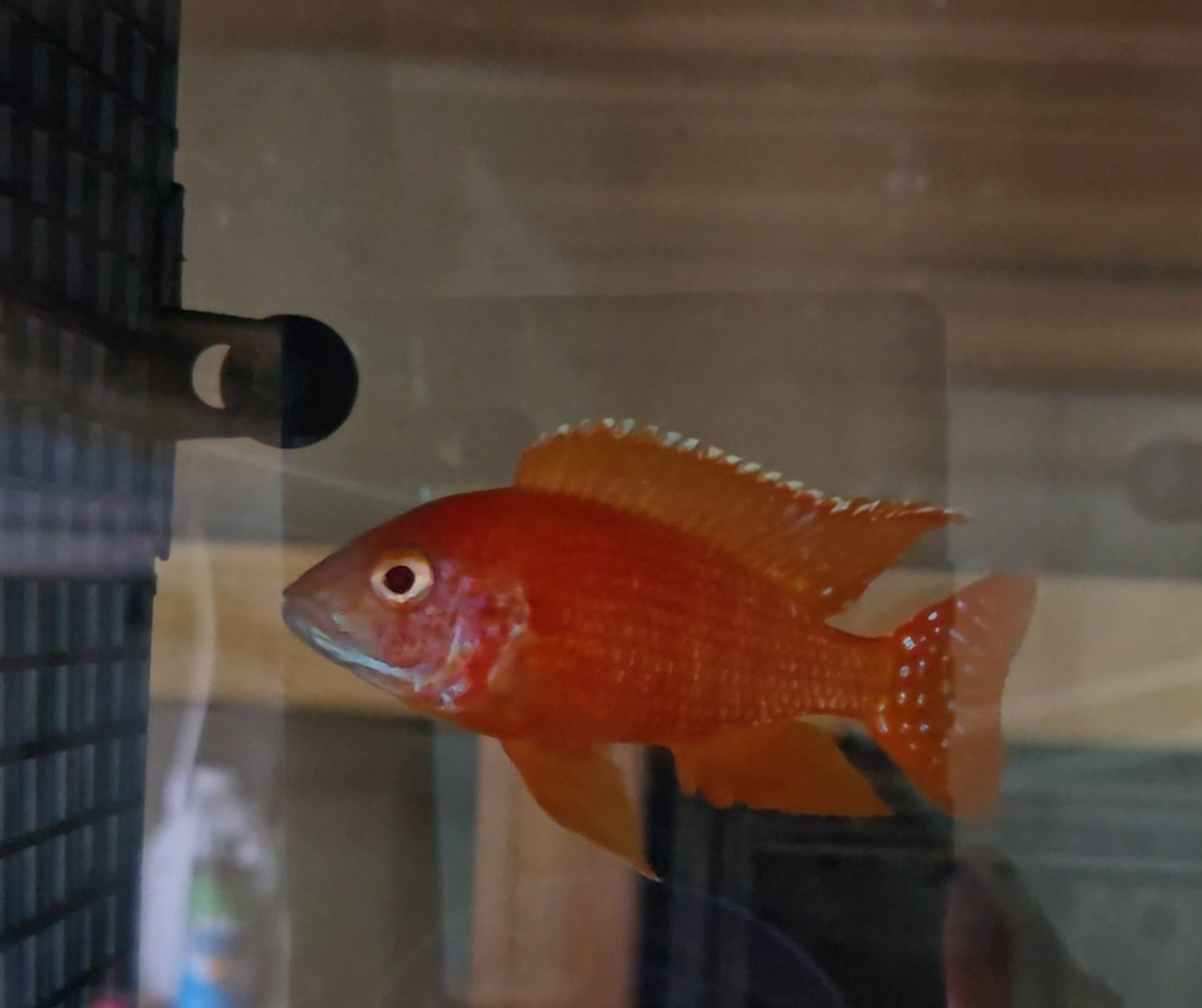 Albino Rubescens #2 🔴⚪️