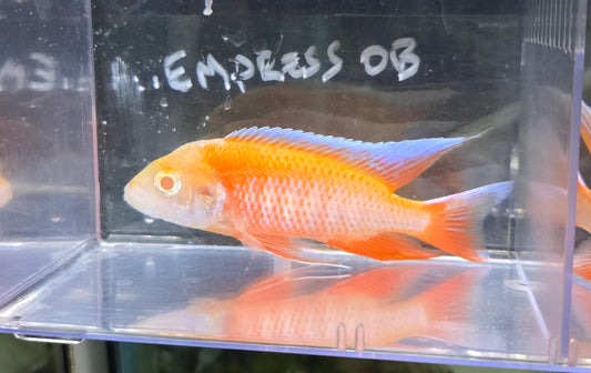 Albino Eureka