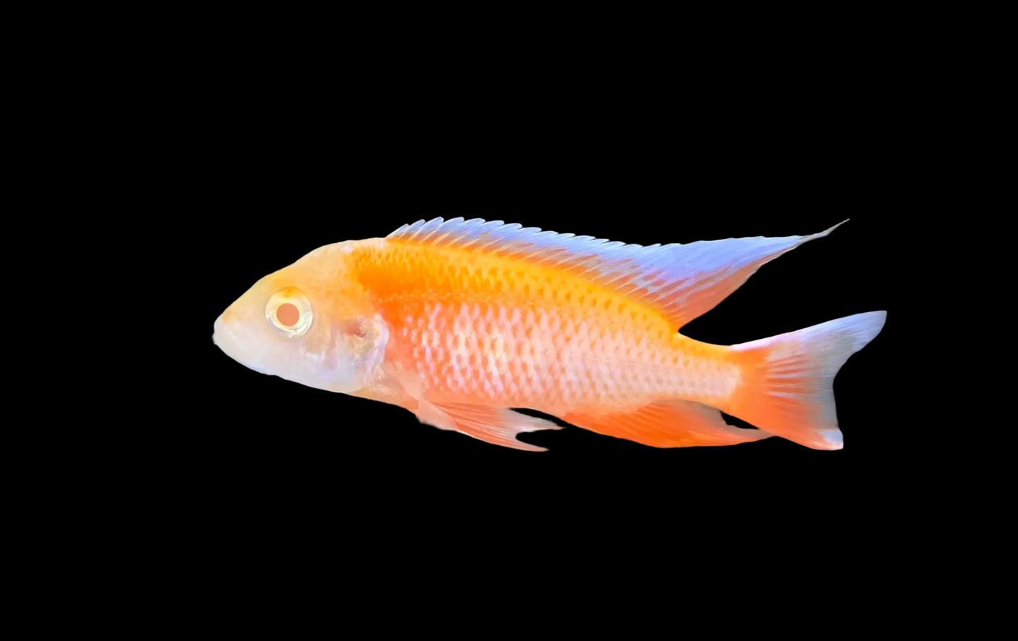Albino Eureka