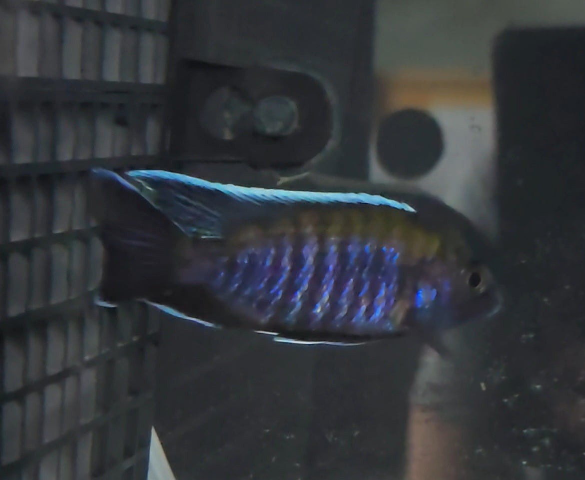 Aulonocara Walteri