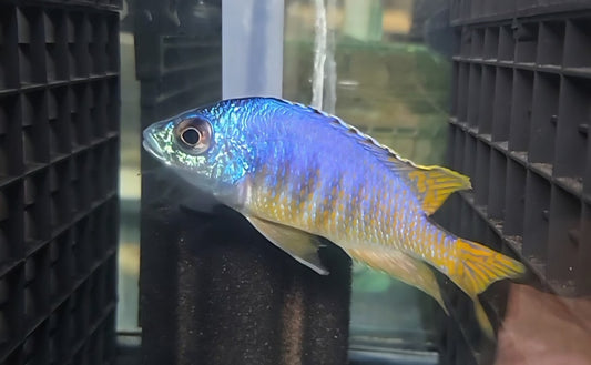 Jalo Reef