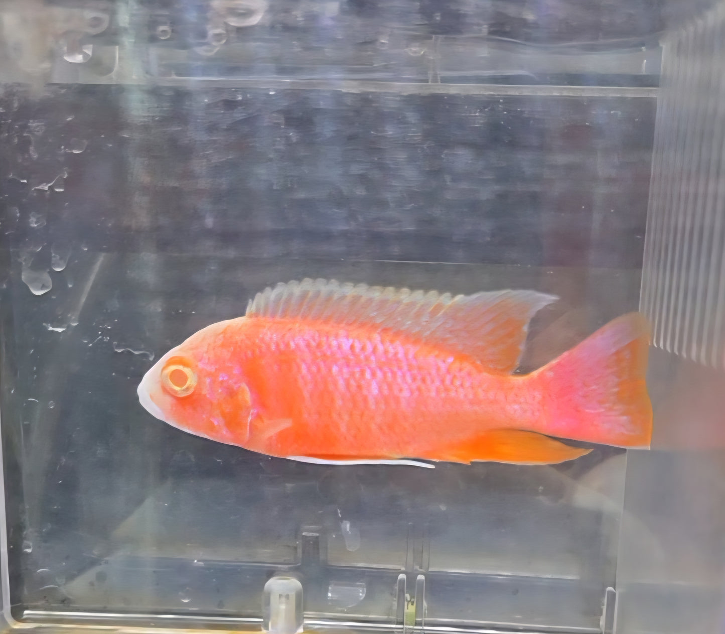 Albino Pink Platinum (Sherbet)