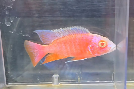 Albino Pink Platinum (Sherbet)