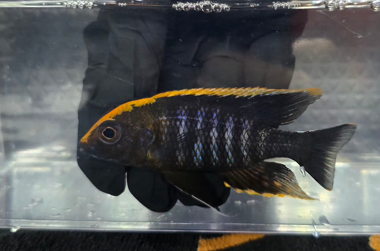 Maylandi Sulpherhead (Orange Blaze)