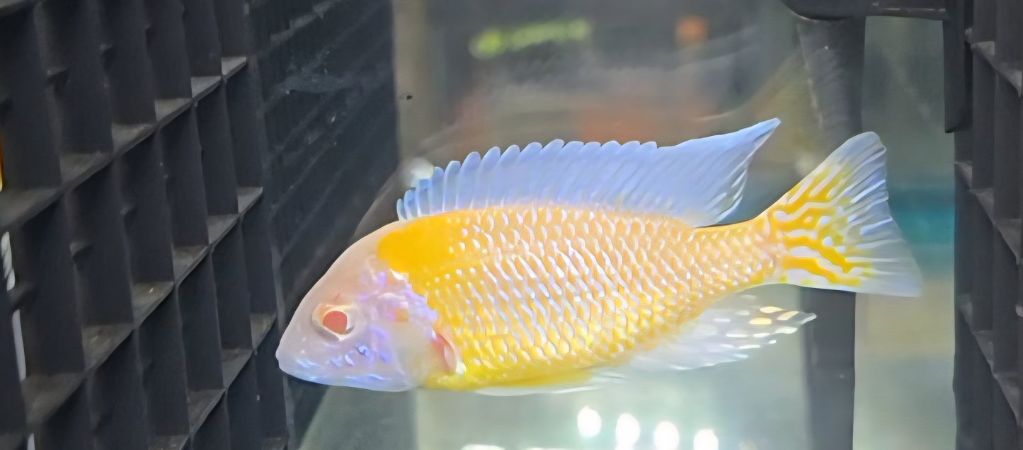 Albino Blue Neon #2
