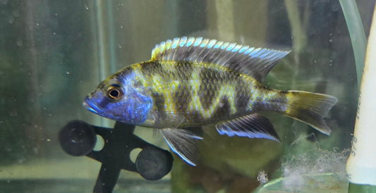 Venustus aka Giraffe Cichlid
