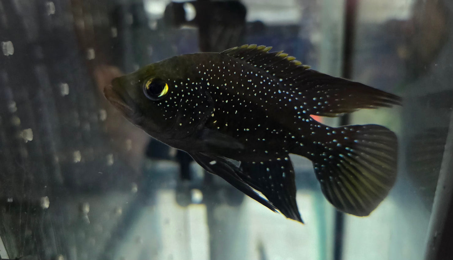 Starry Night Cichlid